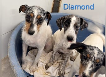 Diamond geb. 03/2026 (ESP) - unkomplizierter Podenco Welpe sucht seinen Komplizen!