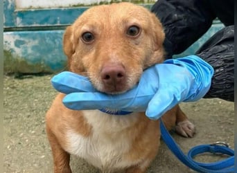 Hugo2 geb. 01/2025 (ESP) - verschmuster Podencojunge sucht liebevolle Familie!