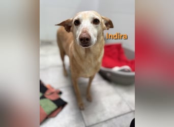 Indira geb. 03/2023 (ESP) - wunderschöne und liebevolle Podenca!