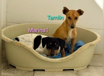 Tamlin geb. 07/2020 (in Deutschland) - sehr liebevoller, edler und sanfter, kleiner Podenco!