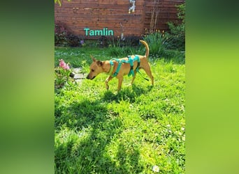 Tamlin geb. 07/2020 (in Deutschland) - sehr liebevoller, edler und sanfter, kleiner Podenco!