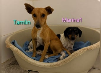 Tamlin geb. 07/2020 (in Deutschland) - sehr liebevoller, edler und sanfter, kleiner Podenco!
