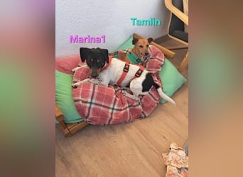 Tamlin geb. 07/2020 (in Deutschland) - sehr liebevoller, edler und sanfter, kleiner Podenco!