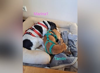 Tamlin geb. 07/2020 (in Deutschland) - sehr liebevoller, edler und sanfter, kleiner Podenco!