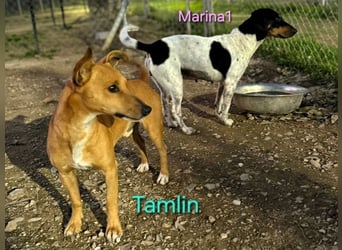 Tamlin geb. 07/2020 (in Deutschland) - sehr liebevoller, edler und sanfter, kleiner Podenco!