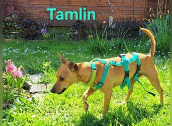 Tamlin geb. 07/2020 (in Deutschland) - sehr liebevoller, edler und sanfter, kleiner Podenco!