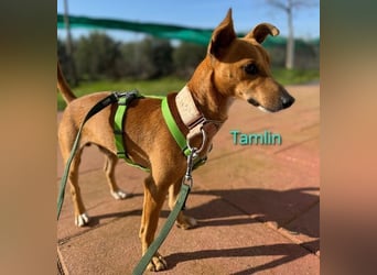 Tamlin geb. 07/2020 (in Deutschland) - sehr liebevoller, edler und sanfter, kleiner Podenco!