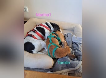 Tamlin geb. 07/2020 (in Deutschland) - sehr liebevoller, edler und sanfter, kleiner Podenco!