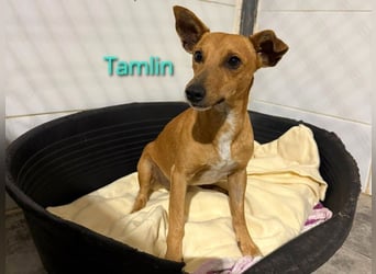 Tamlin geb. 07/2020 (in Deutschland) - sehr liebevoller, edler und sanfter, kleiner Podenco!