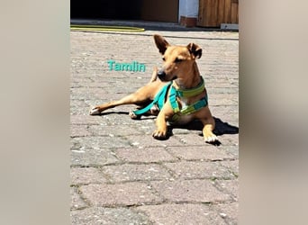 Tamlin geb. 07/2020 (in Deutschland) - sehr liebevoller, edler und sanfter, kleiner Podenco!