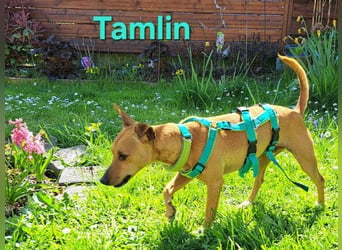 Tamlin geb. 07/2020 (in Deutschland) - sehr liebevoller, edler und sanfter, kleiner Podenco!