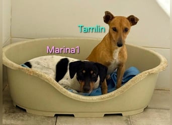 Tamlin geb. 07/2020 (in Deutschland) - sehr liebevoller, edler und sanfter, kleiner Podenco!