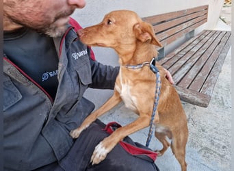 ELIAH ein aufgeschlossener Junghund