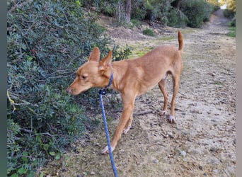 ELIAH ein aufgeschlossener Junghund