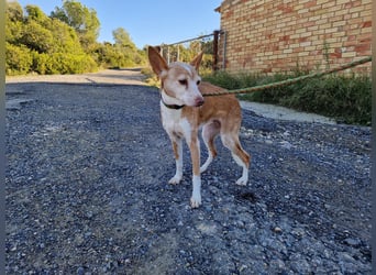 UNY - perfekte Mini Podenca