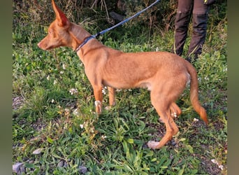 ELIAH ein aufgeschlossener Junghund