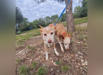 UNY eine perfekte Mini Podenca