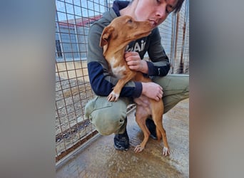 ELIAH ein aufgeschlossener Junghund