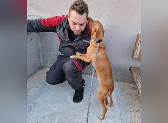 ELIAH ein aufgeschlossener Junghund