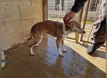 UNY eine perfekte Mini Podenca