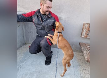 ELIAH ein aufgeschlossener Junghund