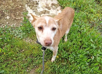 UNY - perfekte Mini Podenca