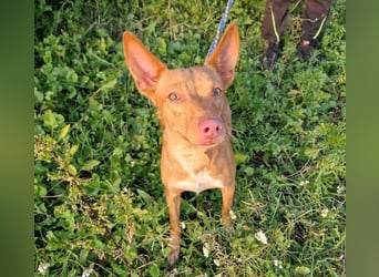 ELIAH ein aufgeschlossener Junghund