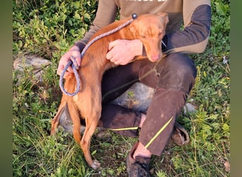 ELIAH ein aufgeschlossener Junghund