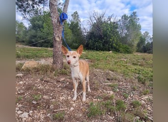 UNY - perfekte Mini Podenca