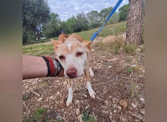 UNY eine perfekte Mini Podenca