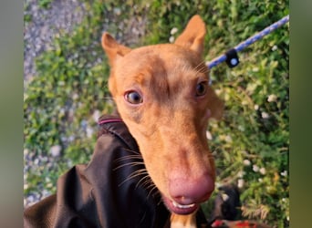 ELIAH ein aufgeschlossener Junghund