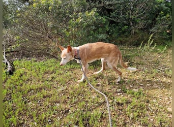 UNY eine perfekte Mini Podenca