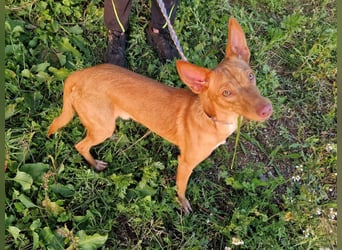 ELIAH ein aufgeschlossener Junghund