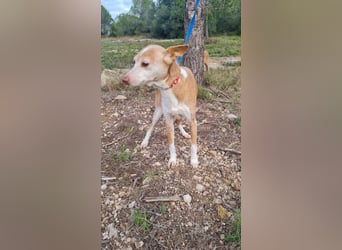 UNY eine perfekte Mini Podenca