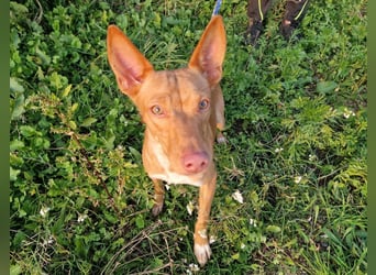 ELIAH ein aufgeschlossener Junghund