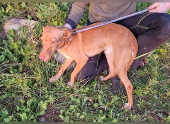 ELIAH ein aufgeschlossener Junghund