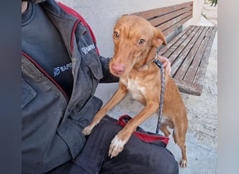 ELIAH ein aufgeschlossener Junghund