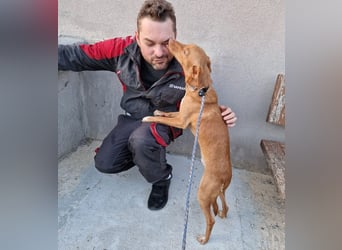 ELIAH ein aufgeschlossener Junghund