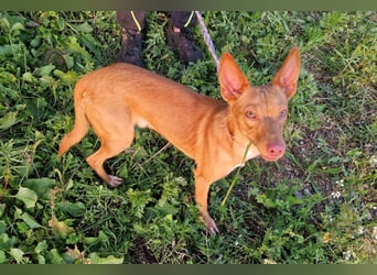 ELIAH ein aufgeschlossener Junghund