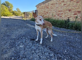 UNY eine perfekte Mini Podenca