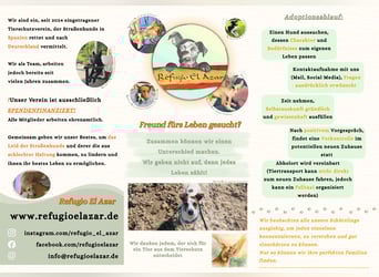 ELIAH ein aufgeschlossener Junghund