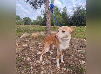 UNY eine perfekte Mini Podenca