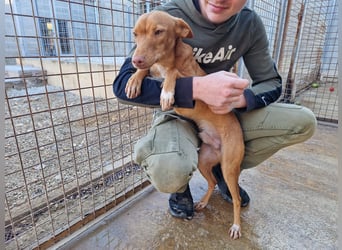 ELIAH ein aufgeschlossener Junghund