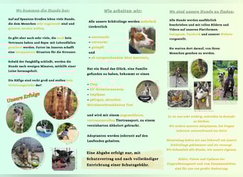 ELIAH ein aufgeschlossener Junghund