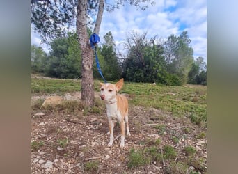 UNY eine perfekte Mini Podenca