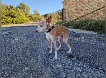 UNY eine perfekte Mini Podenca