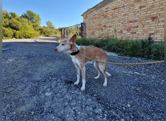 UNY eine perfekte Mini Podenca