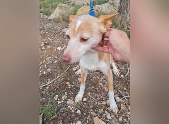 UNY - perfekte Mini Podenca