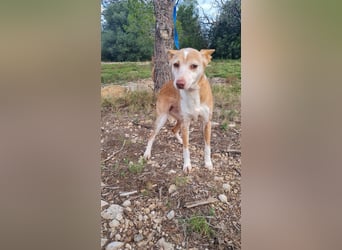 UNY eine perfekte Mini Podenca