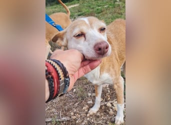 UNY eine perfekte Mini Podenca